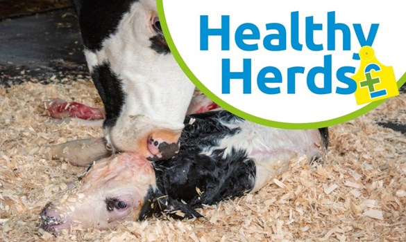 Fresh calf and cow on sawdust